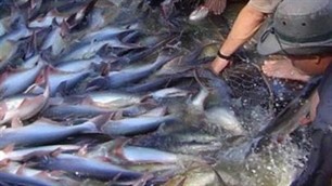Thượng nghị sỹ Mỹ phản đối chương trình giám sát cá tra và ba sa của Bộ NN Mỹ - ảnh 1